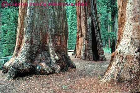 Stock Photo #6933: keywords -  bark big bunch california cluster conifer coniferous conifers environment forest forests giant group horz national nature park redwood redwoods sequoia sequoias sierra tall three timber tree trees