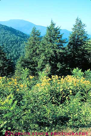 Stock Photo #13773: keywords - and appalachia appalachian blue carolina conifer coniferous deciduous ecology elevate elevated environment evergreen forest forests green habitat habitats hiils hills landscape mountain mountains nature north overhead parkway plant plants ridge scenery scenic spring summer tree trees vert view wilderness wildflower wildflowers
