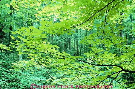 Stock Photo #13774: keywords -  bright canopy color colorful deciduous dense ecology environment forest forests great green habitat habitats hiils hills horz landscape leaves mountains national nature park parks photosynthesis plant plants public scenery scenic smoky spring summer tennessee translucence translucent tree trees wilderness