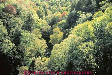 Stock Photo #13775: keywords -  canopy deciduous dense ecology elevate elevated environment forest forests green habitat habitats hardwood hiils hills horz landscape michigan nature overhead plant plants scenery scenic spring summer tree trees view wilderness