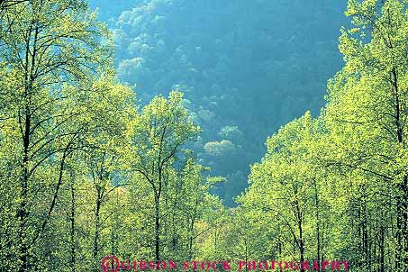 Stock Photo #13776: keywords -  appalachia appalachian blue carolina deciduous ecology environment forest forests green habitat habitats hardwood hiils hills horz landscape mountains national nature north park parks parkway plant plants public ridge scenery scenic spring summer tree trees