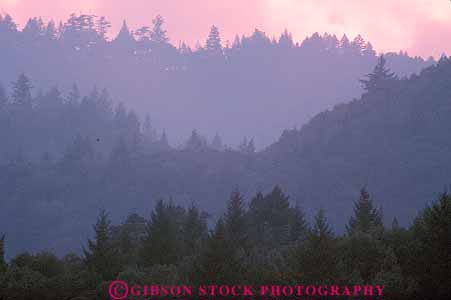 Stock Photo #13777: keywords - california color conifer coniferous dark dusk ecology elevate elevated environment evening evergreen forest forests green habitat habitats hiils hills horz landscape mood moody mountain mountains nature overhead pattern patterns pine plant plants purple ridge ridges scenery scenic serial silouette spring summer tree trees view