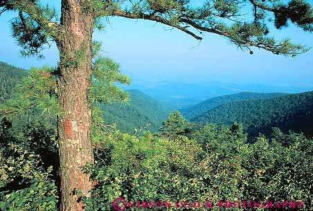 Stock Photo #13779: keywords -  appalachia appalachian blue conifer coniferous deciduous ecology elevate elevated environment evergreen forest forests green habitat habitats hiils hills horz landscape mix mixed mountain mountains nature overhead overview parkway pine plant plants ridge scenery scenic spring summer tree trees view virginia