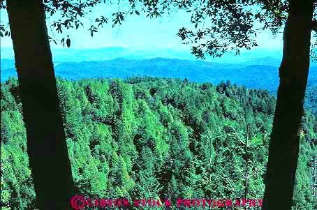 Stock Photo #13780: keywords -  california conifer coniferous ecology elevate elevated environment evergreen fir forest forests green habitat habitats hiils hills horz king landscape mountain mountains nature overhead plant plants range scenery scenic spring summer tree trees view