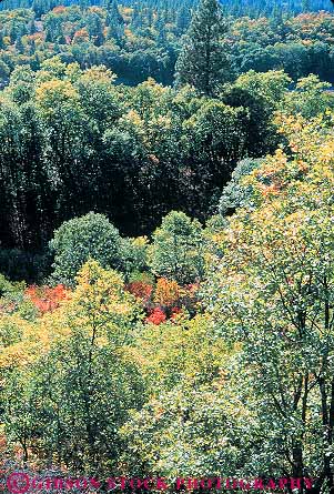 Stock Photo #13782: keywords -  autumn burney california color conifer coniferous deciduous dense ecology elevate elevated environment evergreen fall foliage forest forests green habitat habitats hiils hills landscape mixed mountain mountains nature oak overhead overview plant plants scenery scenic season seasons spring summer tree trees vert view wilderness