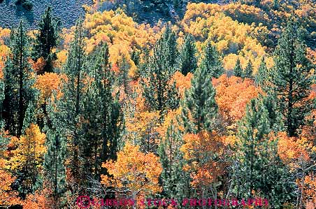 Stock Photo #13783: keywords -  and aspen autumn california canyon color conifer coniferous deciduous dense ecology elevate elevated environment evergreen fall foliage forest forests green habitat habitats hiils hills horz landscape lundy mix mixed mountain mountains nature orange overhead pine plant plants scenery scenic season spring summer tree trees view wilderness