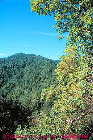 Stock Photo #13784: keywords -  bragg california conifer coniferous deciduous dense ecology elevate elevated environment evergreen forest forests fort ft ft. green habitat habitats hiils hills landscape madrone mix mixed mountain mountains nature overhead overlook overlooking plant plants scenery scenic spring summer tree trees vert view wilderness
