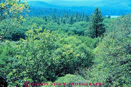 Stock Photo #13787: keywords -  and brittany california conifer coniferous deciduous dense ecology elevate elevated environment evergreen forest forests green habitat habitats hiils hills horz lake landscape mix mixed mountain mountains nature oak overhead pine plant plants scenery scenic spring summer tree trees view wilderness