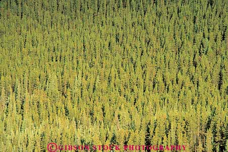 Stock Photo #13789: keywords - alberta canada conifer coniferous dense ecology elevate elevated environment evergreen fir forest forests green habitat habitats hiils hills horz jasper landscape mountain mountains national nature overhead park parks pattern patterns plant plants public scenery scenic spring summer texture textures tree trees view wilderness