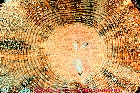 Stock Photo #13790: keywords -  annual circle circles circular concentric count counts cross cut grow growing growth horz measure measures measuring pattern patterns radial ring rings section stem symmetry tree trees trunk wood wooden