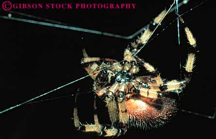 Stock Photo #7884: keywords -  animal arachnid close horz leg legs macro nature spider spiders spinning up web webs wildlife