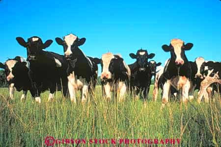 Stock Photo #10938: keywords -  agriculture animal animals board cattle cow cows curious cute different directors family farm farming farms friend friends funny graze grazing group groups holstein horz livestock mammal mammals of pasture pastures portrait pose posed strange unusual wisconsin