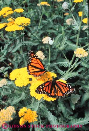 Stock Photo #7885: keywords -  achillea animal butterflies butterfly color colorful flowers insect insects monarch nature two vert washington wildlife