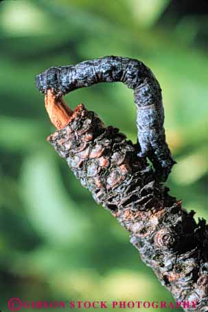 Stock Photo #7886: keywords -  animal camouflage camouflaged catapillar hide hiding insect insects larva larvae mimic nature obscure pretend similar stick twig vert wildlife