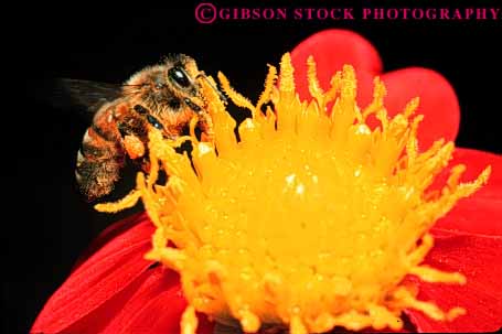 Stock Photo #7887: keywords -  animal bee close color colorful flower horz insect insects macro pollen pollinating pollination red up yellow