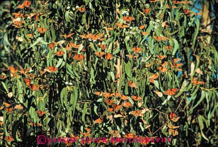 Stock Photo #7888: keywords - aggregate animal animals butterflies california congregate eucalypt gathering group horz insects lots many monarch nature together trees us wildlife