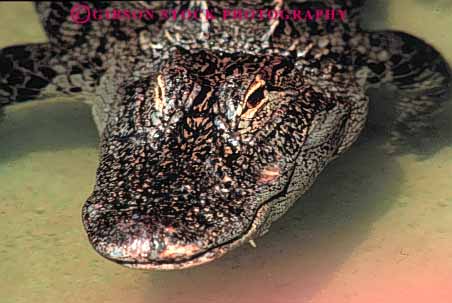 Stock Photo #3461: keywords - alligator bite carnivore dangerous eye float florida horz jaw nature reptile snout swim teeth
