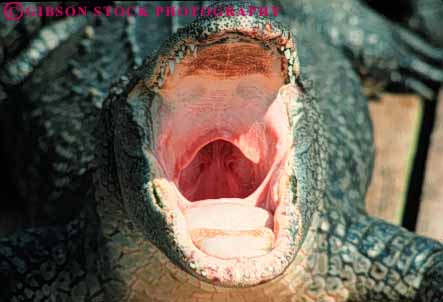 Stock Photo #7889: keywords -  alligator animal animals aquatic bite danger dangerous eat florida gullet horz jaw jaws mouth nature open reptile reptiles throat wildlife