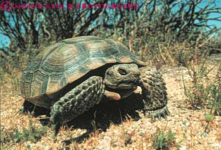 Stock Photo #7890: keywords -  animal animals arid california desert dry dryness endangered horz hot mojave nature rare reptile reptiles species tortoise turtle turtles wildlife
