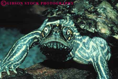Stock Photo #7891: keywords - animal animals aquatic eye eyes face freshwater horz nature reptile reptiles swim turtle turtles under water wildlife