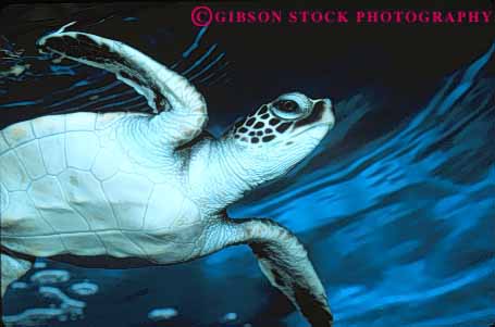 Stock Photo #7892: keywords -  animal animals green hawaii horz nature reptile reptiles sea swim turtle turtles under water white wildlife