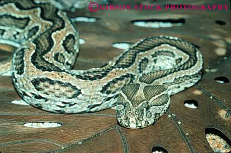 Stock Photo #7893: keywords -  animal animals bite danger dangerous horz nature reptile reptiles snake viper wildlife