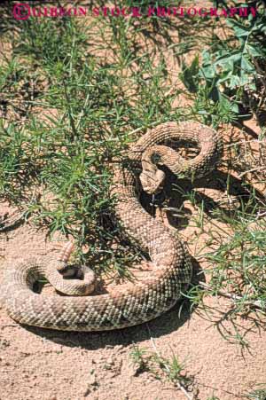 Stock Photo #7894: keywords - animal animals bite body california caution coil coiled coils danger dangerous desert mojave nature poisonous rattle rattlesnake reptile reptiles snake snakes strike venom vert wildlife