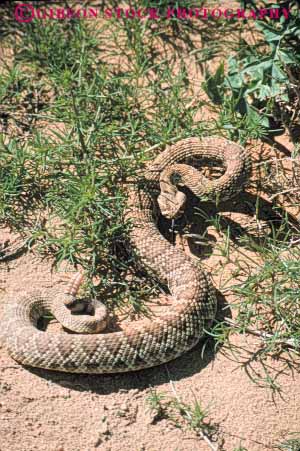 Stock Photo #7894: keywords -  animal animals bite body california caution coil coiled coils danger dangerous desert mojave nature poisonous rattle rattlesnake reptile reptiles snake snakes strike venom vert wildlife