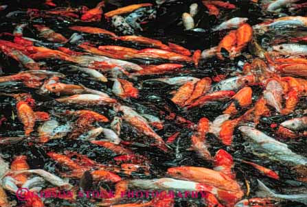 Stock Photo #7895: keywords - animal animals aquatic colorful fish fishes freshwater goldfish group horz lots many nature orange pond school swim swimming wildlife