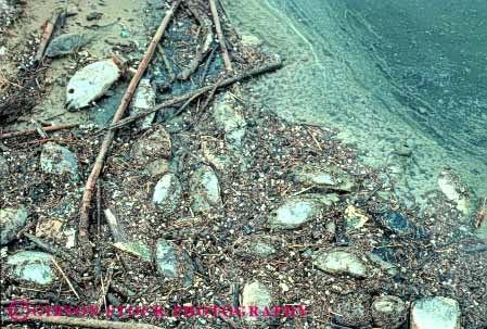 Stock Photo #7896: keywords -  california contaminated dead death die disease dying environment fish horz kill killed lake nature poison poisoned pollute polluted pollution salton sea unhealthy water wildlife