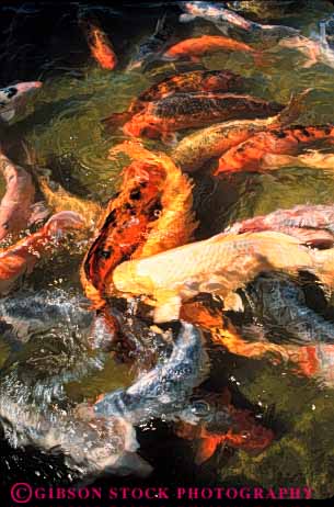 Stock Photo #7897: keywords - animal animals aquatic colorful fish fishes freshwater goldfish group lots many orange pond school swim swimming vert wildlife