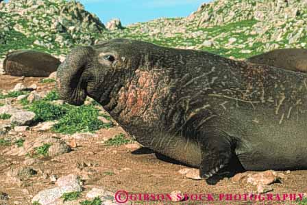 Stock Photo #7898: keywords -  animal animals bull california elephant horz male mammal mammals marine nature pinniped seal seals wildlife