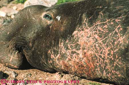 Stock Photo #7899: keywords -  animal animals bull california elephant horz male mammal mammals marine nature neck pinniped scarred seal seals wildlife