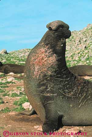 Stock Photo #7900: keywords -  animal animals bull california elephant mammal mammals marine nature pinniped seal seals vert wildlife
