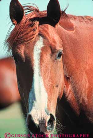 Stock Photo #7901: keywords -  animal animals close face farm fur head horse horses large livestock mammal mammals ranch vert