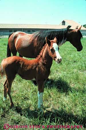 Stock Photo #7902: keywords -  animal animals farm fur horse horses large livestock mammal mammals vert