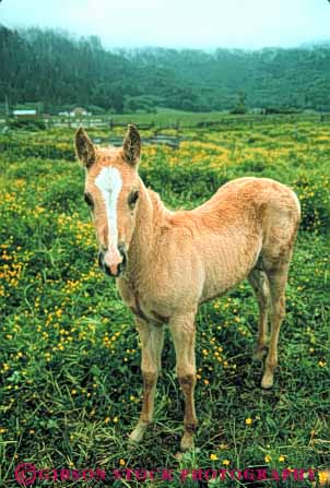 Stock Photo #7903: keywords -  animal animals colt farm fur horse horses large livestock mammal mammals ranch vert young