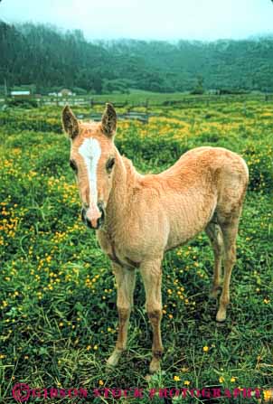 Stock Photo #7903: keywords -  animal animals colt farm fur horse horses large livestock mammal mammals ranch vert young