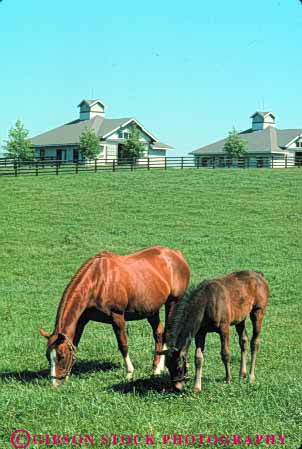 Stock Photo #7904: keywords -  animal animals farm fur horse horses kentucky large lexington livestock mammal mammals vert