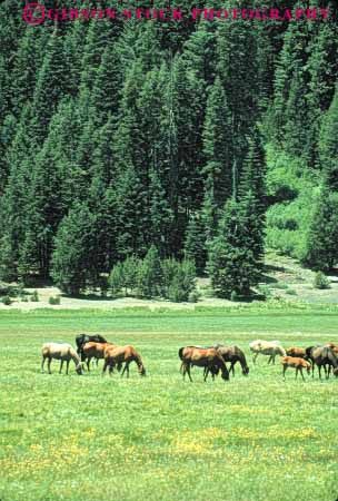 Stock Photo #7905: keywords -  animal animals california farm fur herd horse horses large livestock lots mammal mammals many ranch vert