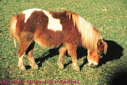 Stock Photo #7906: keywords -  animal animals farm fur horse horses horz large livestock mammal mammals miniature pony