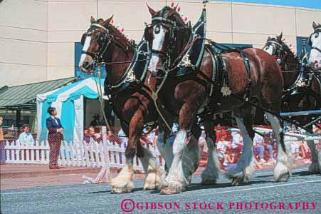 Stock Photo #7907: keywords -  animal animals clydesdale es farm fur horse horses horz in large livestock mammal parade