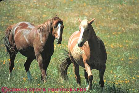 Stock Photo #7908: keywords - animal animals farm fur gallop galloping horse horses horz large livestock mammal mammals play ranch running two