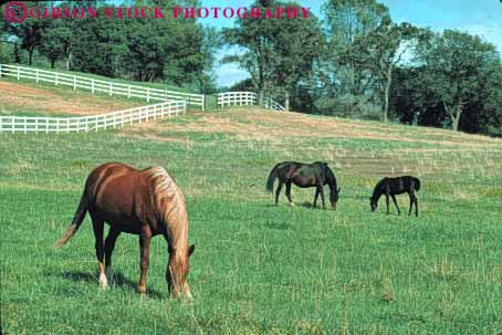 Stock Photo #7909: keywords -  animal animals california eat eating farm feed feeding fur graze grazing horse horses horz landscape large livestock mammal mammals ranch scenery scenic