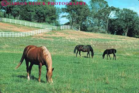 Stock Photo #7909: keywords - animal animals california eat eating farm feed feeding fur graze grazing horse horses horz landscape large livestock mammal mammals ranch scenery scenic