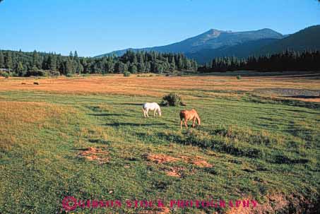 Stock Photo #7910: keywords -  animal animals california eat eating farm feed feeding fur graze grazing horse horses horz large livestock mammal mammals ranch