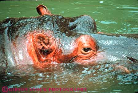 Stock Photo #7911: keywords -  angeles animal animals ear ears eye eyes head herbivore hippopotamus horz in los mammal mammals pond swim water zoo