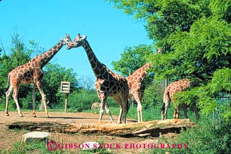 Stock Photo #7912: keywords -  animal animals giraffes herbivore horz mammal mammals pennsylvania pittsburgh tall zoo