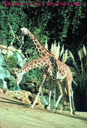 Stock Photo #7913: keywords -  animal animals california giraffes herbivore mammal mammals oakland vert zoo