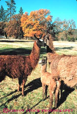 Stock Photo #7914: keywords -  animal animals brown fur herbivore llama llamas mammal mammals vert young